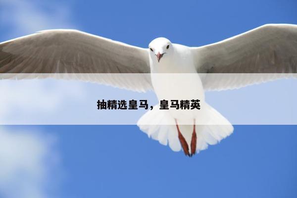 抽精选皇马,皇马精英 抽精选皇马,皇马精英